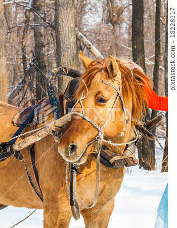 Portrait of horse  in winter landscape 18228117