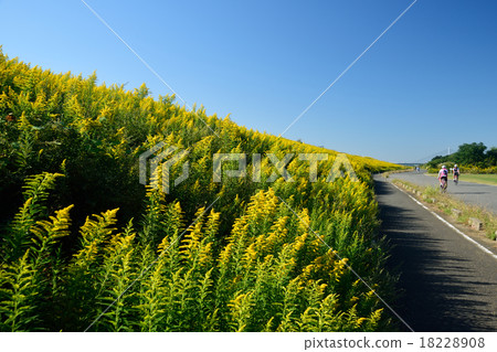 Seita kuwadachi sou在Yodo河的堤壩開花 18228908