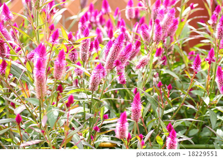 Nogeitou flower Nogeitou flower 18229551