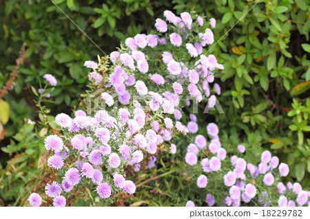 Chrysanthemum   18229782