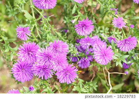 Chrysanthemum   18229783