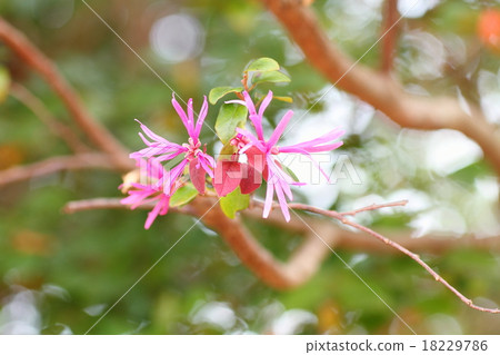 Flower of Aka Bana Mansaku 18229786