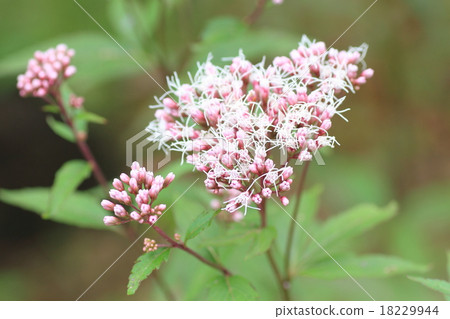 Fuji Bakama Flower 18229944