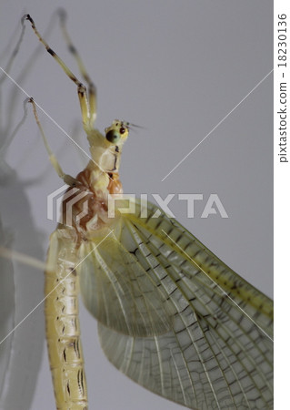 Freshly raised emergence 18230136