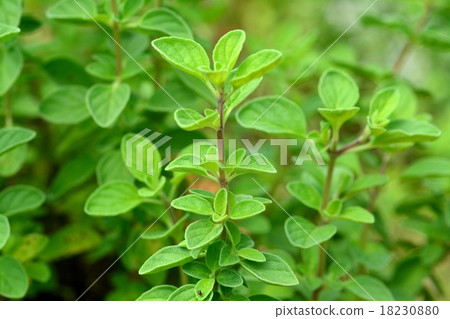 图库照片 牛至 香草 草本的