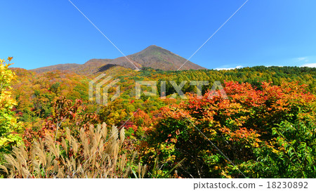 萬代山金線 18230892