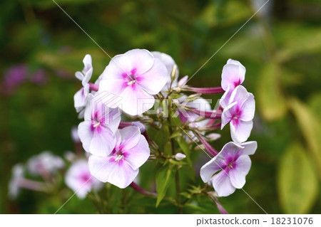 福祿考 福祿考 18231076