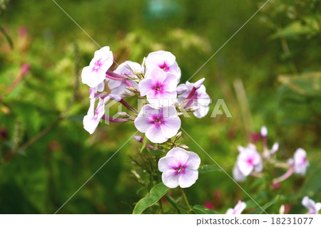 福祿考 福祿考 18231077