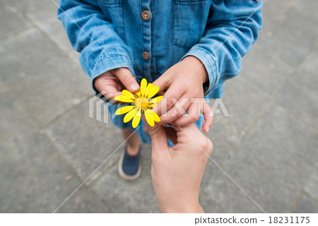 flower, flowers, yellow 18231175