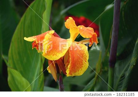 Canna flower Canna flower 18231185