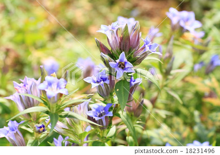 Gentian flowers Gentian flowers 18231496