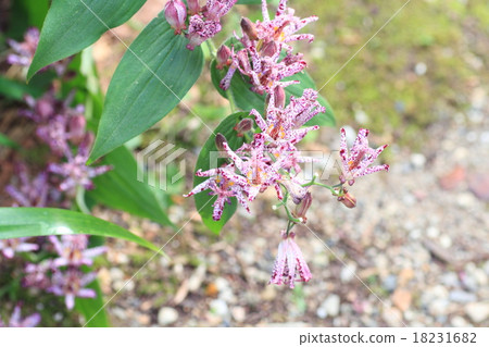 Hototogisu flower 18231682