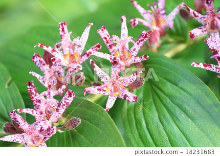 Hototogisu花 18231683