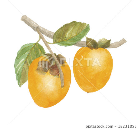 蜂房柿子蜂蜜 18231853