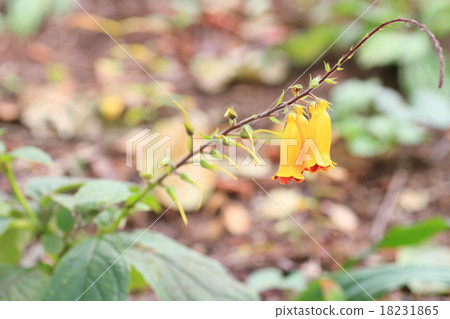 Matsumurasou flower Matsumurasou flower 18231865