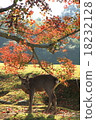 Nara Park deer 18232128