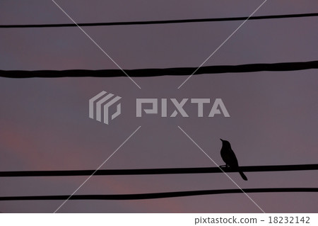silhouette bird perch on cable line at sunset time 18232142