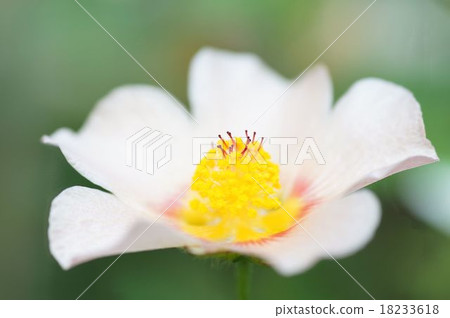  White flower 18233618