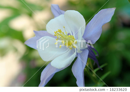 Columbine aquilegia Columbine aquilegia 18233620