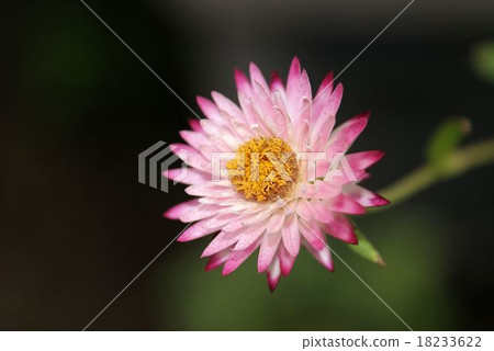 Helichrysum Helichrysum 18233622