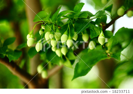 Styrax japonicum Styrax japonicum 18233711