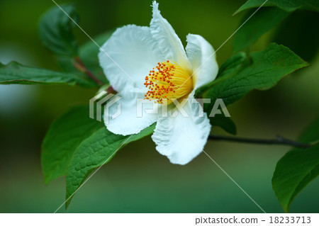 Flowering of Nutsubaki 18233713