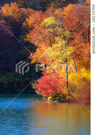 秋葉和Kamike 9 18233764