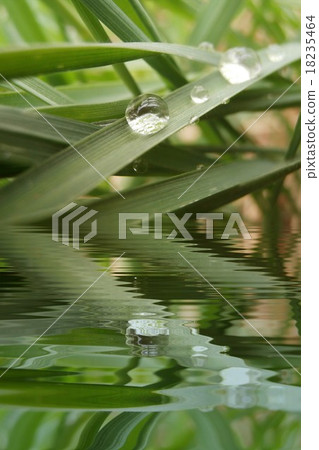 Drop of dew on grass with water refections 18235464