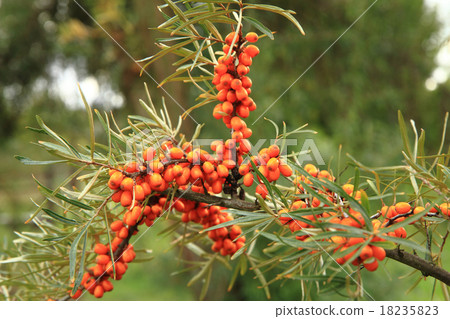 sea buckthorn plant with fruits sea buckthorn plant with fruits 18235823