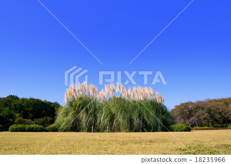 金代植物公園的Pampasgrass(10月)東京都調布市 金代植物公園的Pampasgrass(10月)東京都調布市 18235966