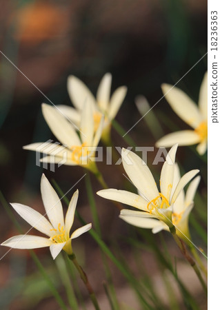 Thamas Dale 18236363