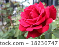 玫瑰	 18236747
