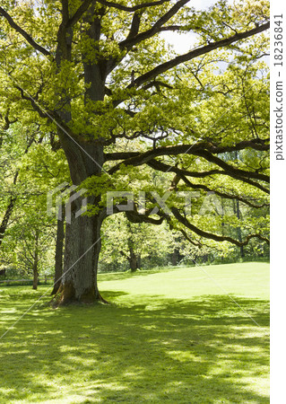 Old Oak Tree in a Finnish Park Old Oak Tree in a Finnish Park 18236841