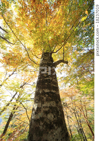 Beech autumn leaves Beech autumn leaves 18237019