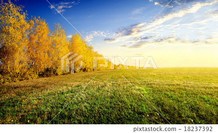 Birches on field Birches on field 18237392