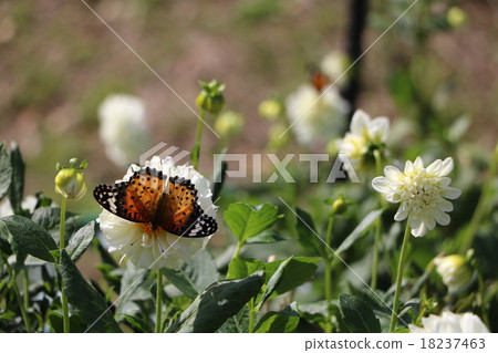 Dahlias and Butterflies Dahlias and Butterflies 18237463