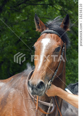Portrait of  horse 18238110