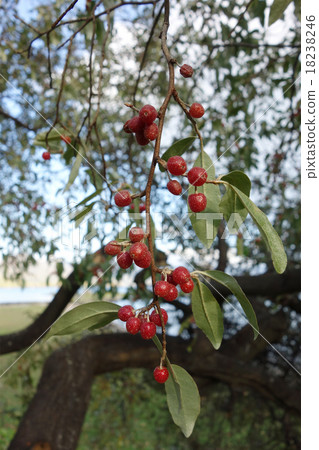 牛奶子 牛奶子 18238246