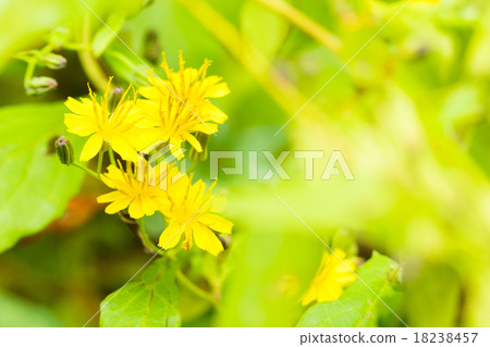 Yakushi So Yakushi So 18238457