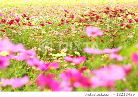 Cosmos field of the blowfly 18238459