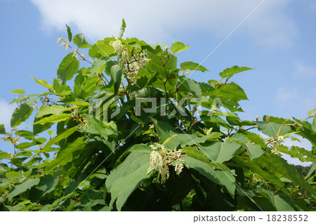 Female flower bloom 18238552