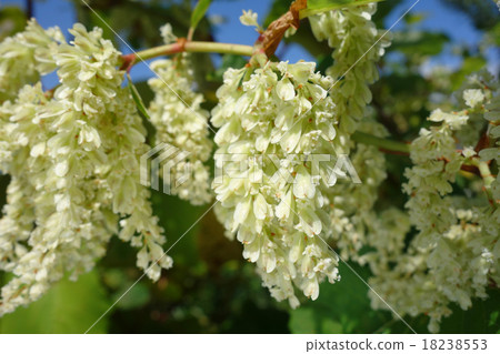 Female flowers of the albatross 18238553