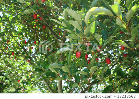 Gummy tree with fruit 18238568