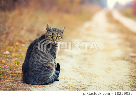 Cat sitting on the dirt rural road Cat sitting on the dirt rural road 18239023