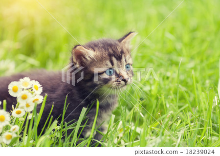 Kitten on the grass 18239024
