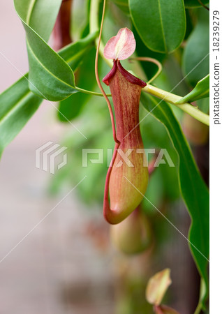 Nepenthes lady rack 18239279