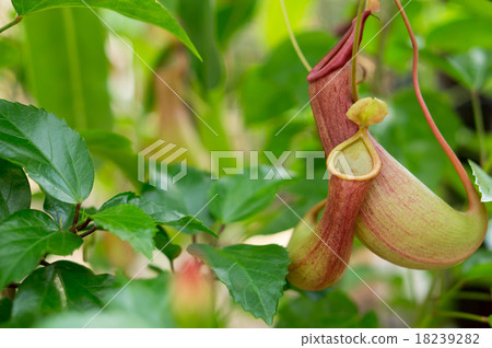 Nepenthes lady rack 18239282