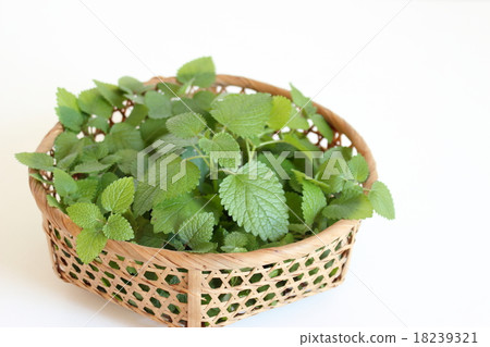 Lemon balm Lemon balm 18239321