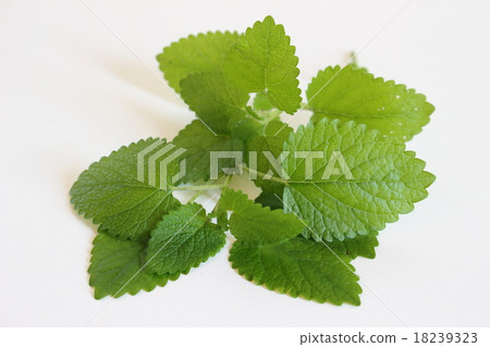 檸檬香脂 檸檬香脂 18239323