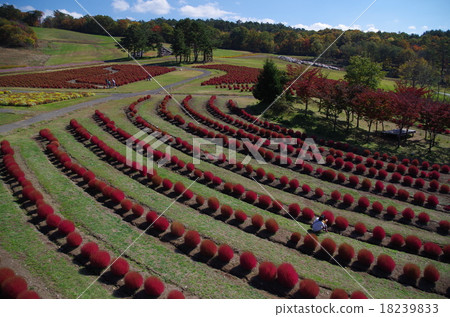Hirugano Plateau Kokia Park 18239833